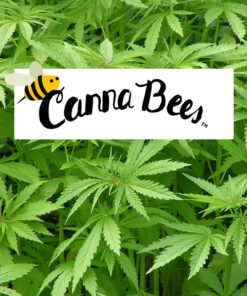 Canna Bees