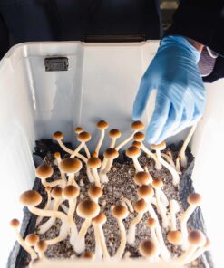 Magic Mushrooms being grown at home under bright white light